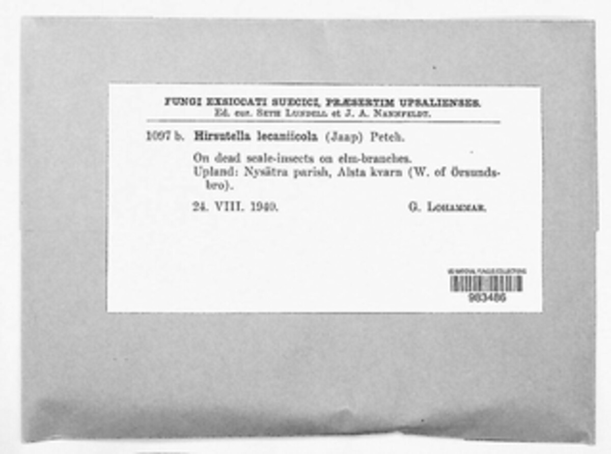 Hymenostilbe lecaniicola image